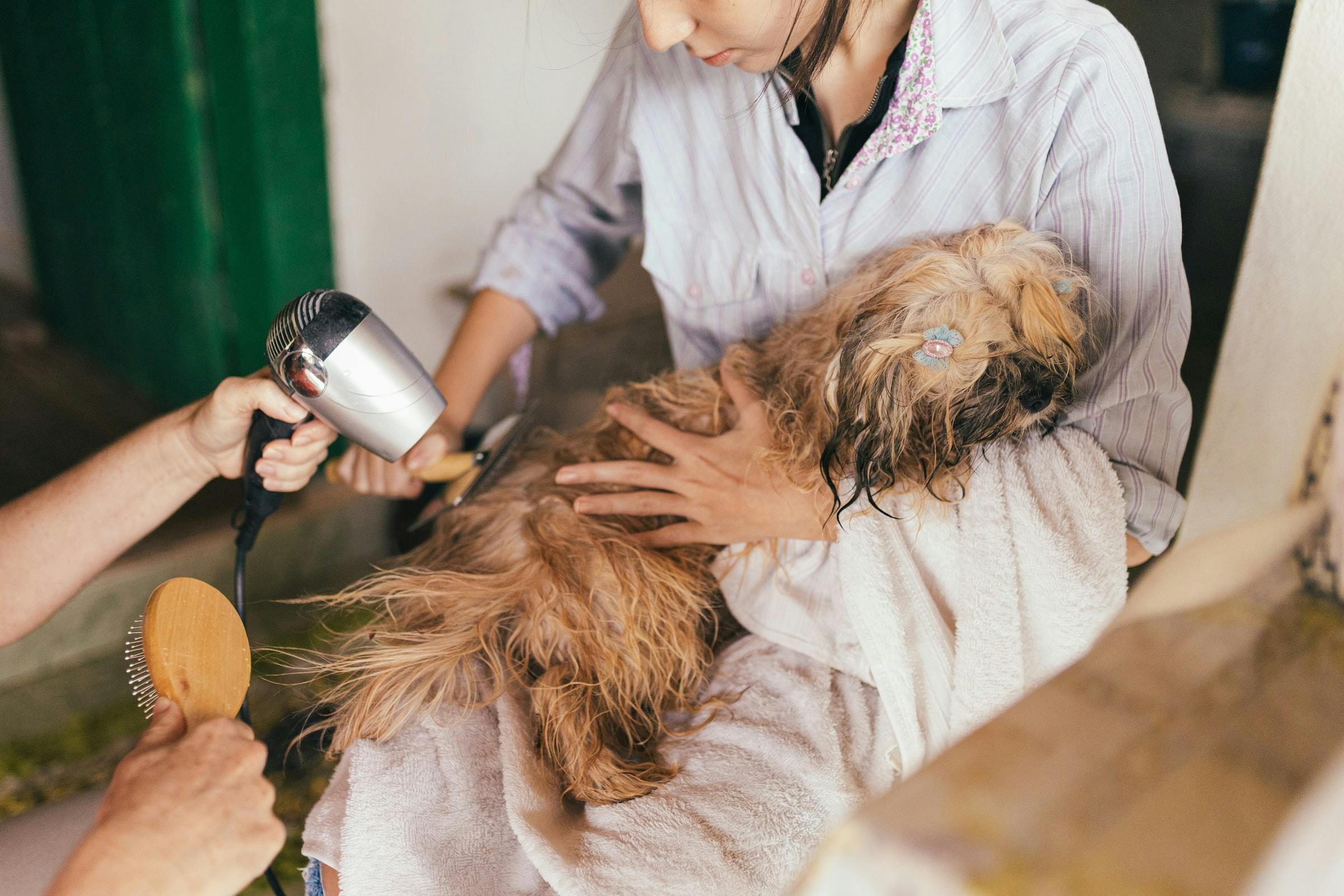 background image of a dog groomer